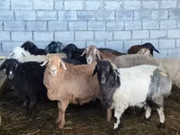 Schaf, Beulah Speckled face sheep — Foto 1