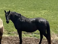 Stute, Black Sea breed — Foto 6