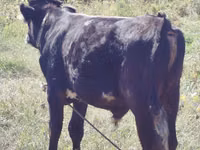 Toro, Swiss cattle — foto 3