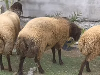 Ram, Sheep — photo 3