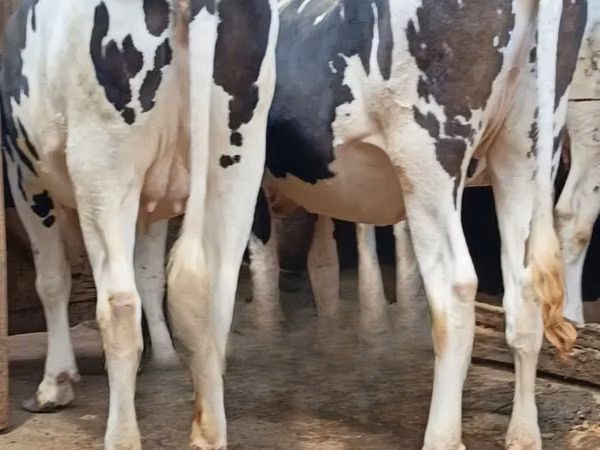 गाय, गोलस्टीन नस्ल
