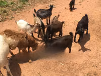 Cabras (lote, sexo no especificado), Cabras — foto 1