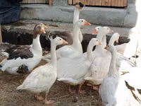 Geese — photo 5