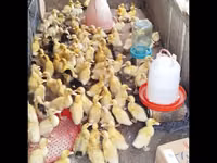 German Pekin — photo 3