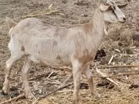 母山羊, Nubian Goat — 照片 2