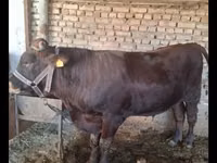 Bull, Red Estonian cattle — photo 1