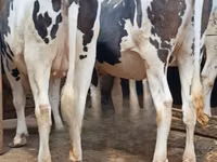 Kuh, Holstein-Rasse — Foto 1