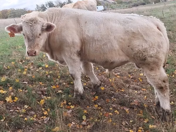 Bull, Charolais cattle