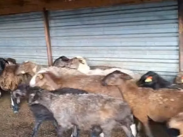मेढ़ा, Adal sheep