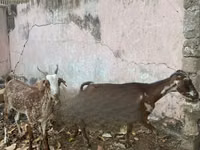 Cabras (lote, sexo no especificado), Cabras — foto 4