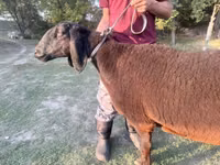 نعجة, Arashan sheep — الصورة 1