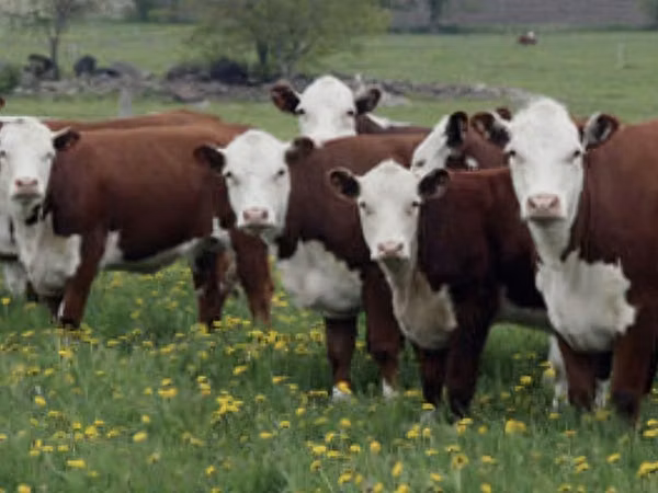 Vaca, Cabeza Blanca Ucraniana