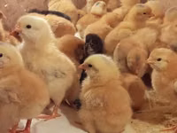 Chickens — Foto 3