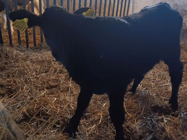 Vaca, Vaca Limousin
