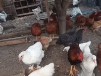 Brahma — Foto 2
