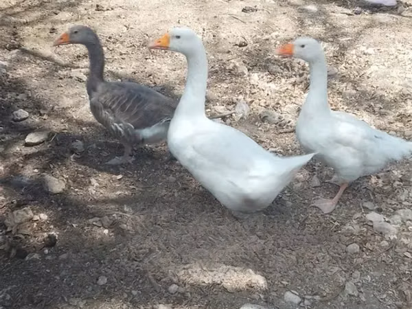 Geese — Kenya