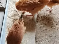 Shamo chickens — photo 2