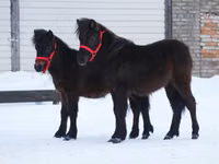 Horse (M), American shetland pony — photo 7