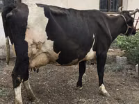Cow, Russian Black pied cattle — photo 8