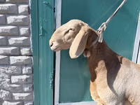 كبش, Arashan sheep — الصورة 2