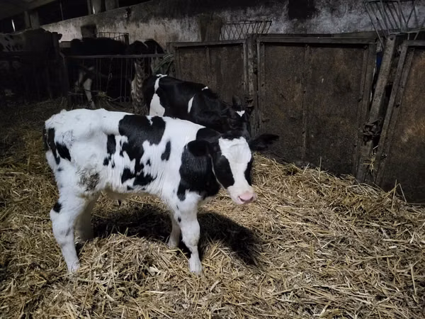 Bull, Russian Black pied cattle