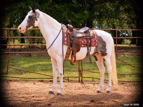 Horse (M), National Show Horse