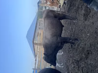 Bull, Latvian Blue cattle — photo 2