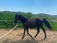 Horse (M), Hucul pony — photo 4