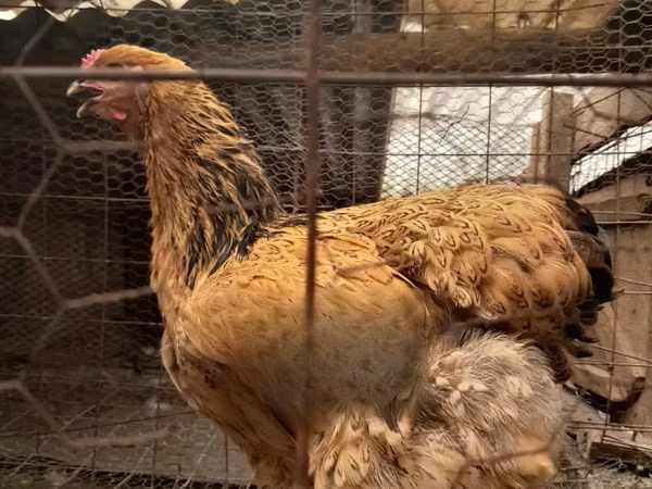 Brahma