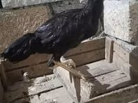 Chickens — Foto 2