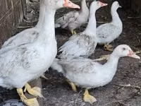 Ducks — Foto 2