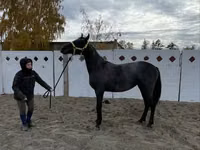 فرس, Friesian — الصورة 7