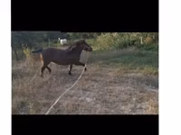 घोड़ी, घोड़े — फ़ोटो 3