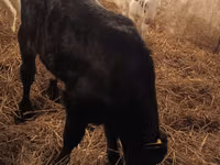 Toro, Simmental cattle — foto 7