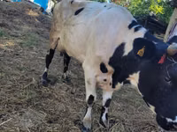 ثور, Russian Black pied cattle — الصورة 1