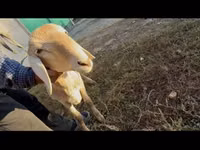 نعجة, Arashan sheep — الصورة 3