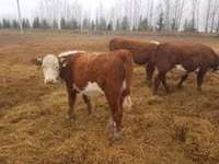 母牛, Holstein breed — 照片 5