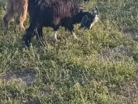 公山羊, Goats — 照片 1