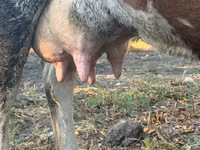 بقرة, Simmental cattle — الصورة 5