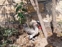 Chickens — Foto 6