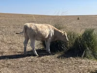 Cow, Auliekol breed — photo 6