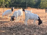 बकरी, Boer goat — फ़ोटो 6