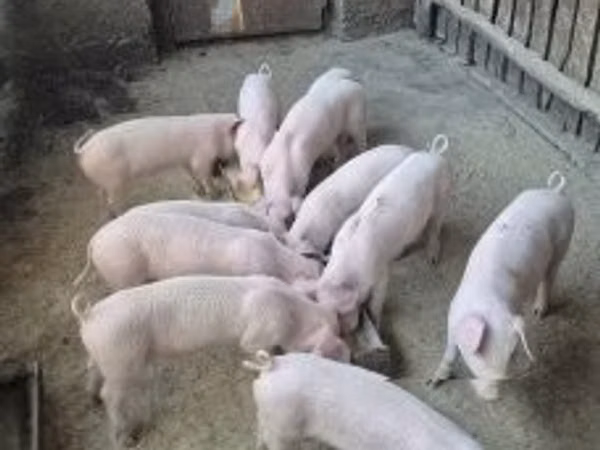 Pigs (batch, sex not specified), 