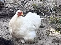 Pekin Bantam — photo 1
