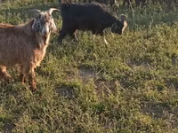 公山羊, Goats — 照片 6