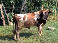 Bull, Cattle — photo 4