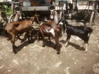 बकरी, Black Bengal goats — फ़ोटो 1