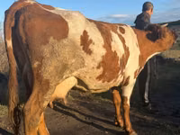 गाय, Simmental cattle — फ़ोटो 4