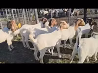 ماعز (دفعة، الجنس غير محدد), Boer goat — الصورة 2