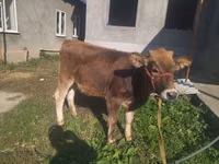 Kuh, Swiss cattle — Foto 4